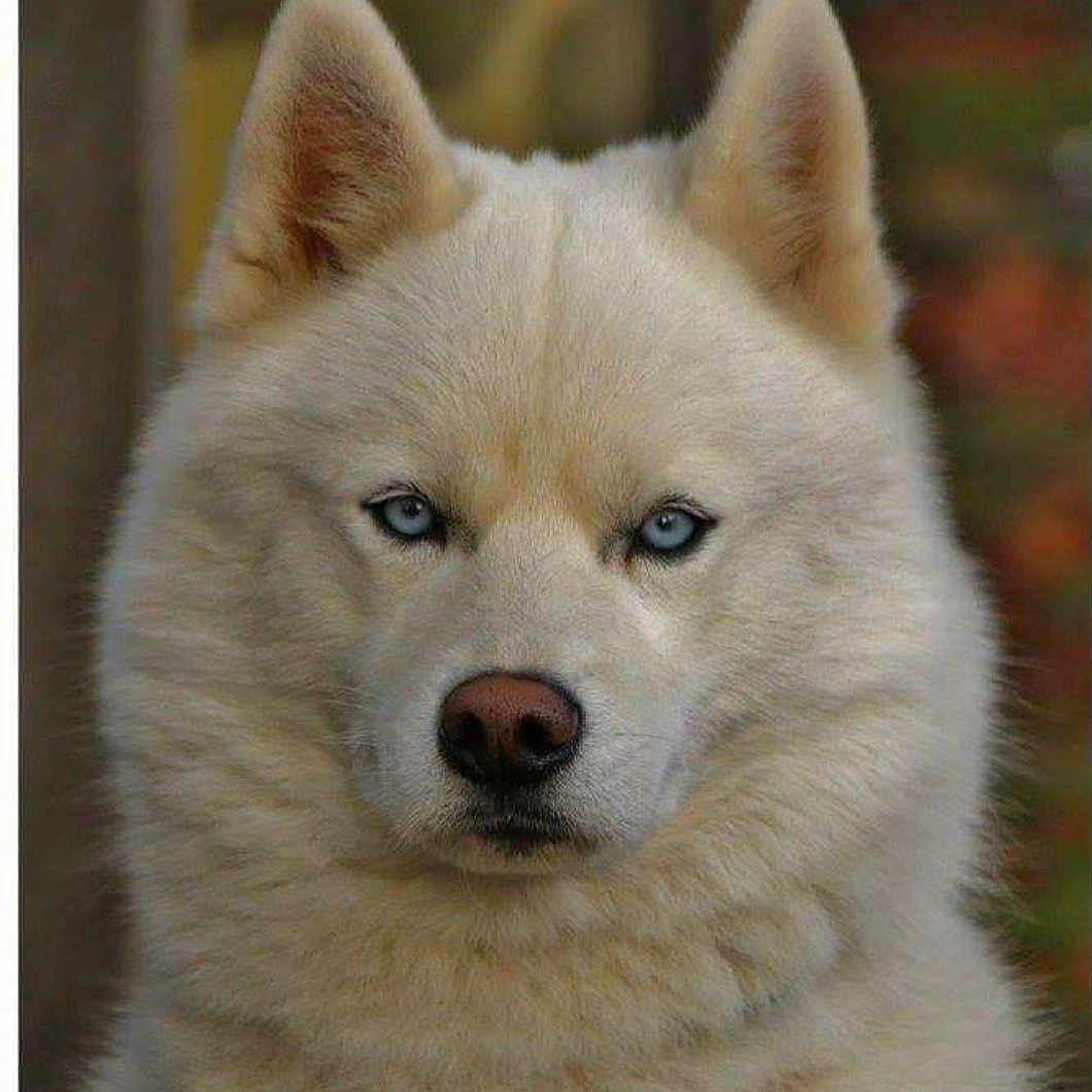 Jiro a rejoint le concours — aidez-le/la à gagner de superbes lots ! animal, blue_eyes, blurred_background, calm, canine, close_up, dog, ears, face, fluffy, fur, husky, muzzle, nose, outdoor, pet, photography, portrait, sitting, white_fur