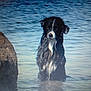 dog, water, wet, rock, sea, shore, animal, pet, outdoor, nature, black_and_white, canine, standing, calm, water_surface, daylight, reflection, fur, mammal, beach