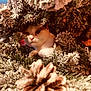 cat, christmas_tree, pinecone, snow_frost, holiday, pet, animal, fur, nature, greenery, closeup, cute, cozy, winter, soft_focus, indoor, festive, curious, whiskers, branch