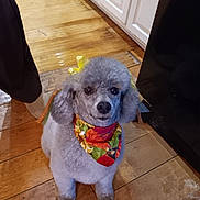 Gypsey is registered to the contest to win money with this photo: dog, poodle, pet, animal, fluffy, groomed, gray_fur, sitting, portrait, bandana, floral, bow, costume, indoors, kitchen, wooden_floor, tile_floor, cabinet, cute, companion
