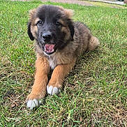 Baloo participe au concours pour gagner de l'argent avec cette photo : animal, black, brown, canine, cute, dog, fur, garden, grass, happy, laying, nature, outdoor, pet, playful, puppy, smiling, summer, white, young