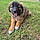 Baloo