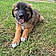 Baloo