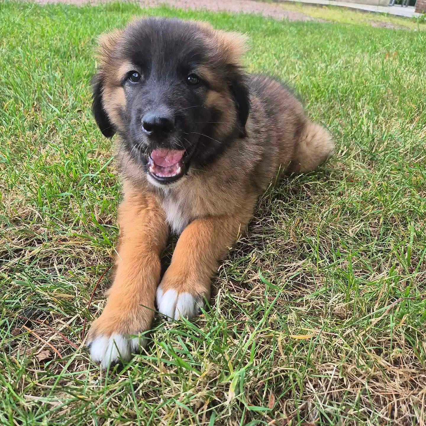 Baloo