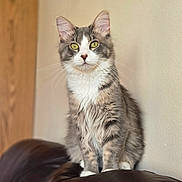 Emmett joined the competition — help win amazing prizes! animal, cat, cute, domestic_cat, ears, feline, fur, furniture, gray_cat, home, indoor, leather_couch, looking, pet, portrait, relaxed, sitting, whiskers, white_fur, yellow_eyes