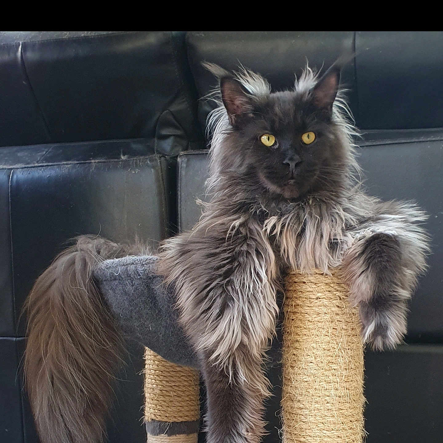 Vénom a rejoint le concours — aidez-le/la à gagner de superbes lots ! animal, black_couch, cat, cute, domestic_cat, feline, fluffy, fur, furniture, indoor, long_hair, pet, portrait, relaxed, resting, scratching_post, sitting, tail, whiskers, yellow_eyes