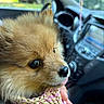 Bello is registered to the contest to win money with this photo: animal, basket, car_interior, close_up, cute, daylight, dog, fluffy, furry, hand, indoors, nature_background, pet, pomeranian, portrait, puppy, seat, small_dog, tongue_out, window