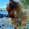 animal, blue_collar, car_interior, closeup, colorful, curious, cute, daylight, dog, floral_pattern, fluffy, greenery, indoors, pet, portrait, puppy, sky, trees, window, young_dog