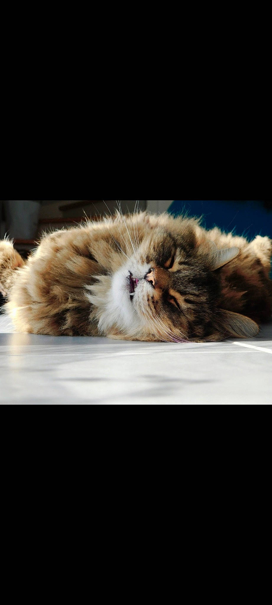 Galipette participe au concours pour gagner de l'argent avec cette photo : canidae, carnivore, cat, claw, close_up, companion_dog, dog_breed, eye, fawn, felidae, fur, organism, paw, photo_caption, plant, small_to_medium_sized_cats, snout, tail, terrestrial_animal, whiskers