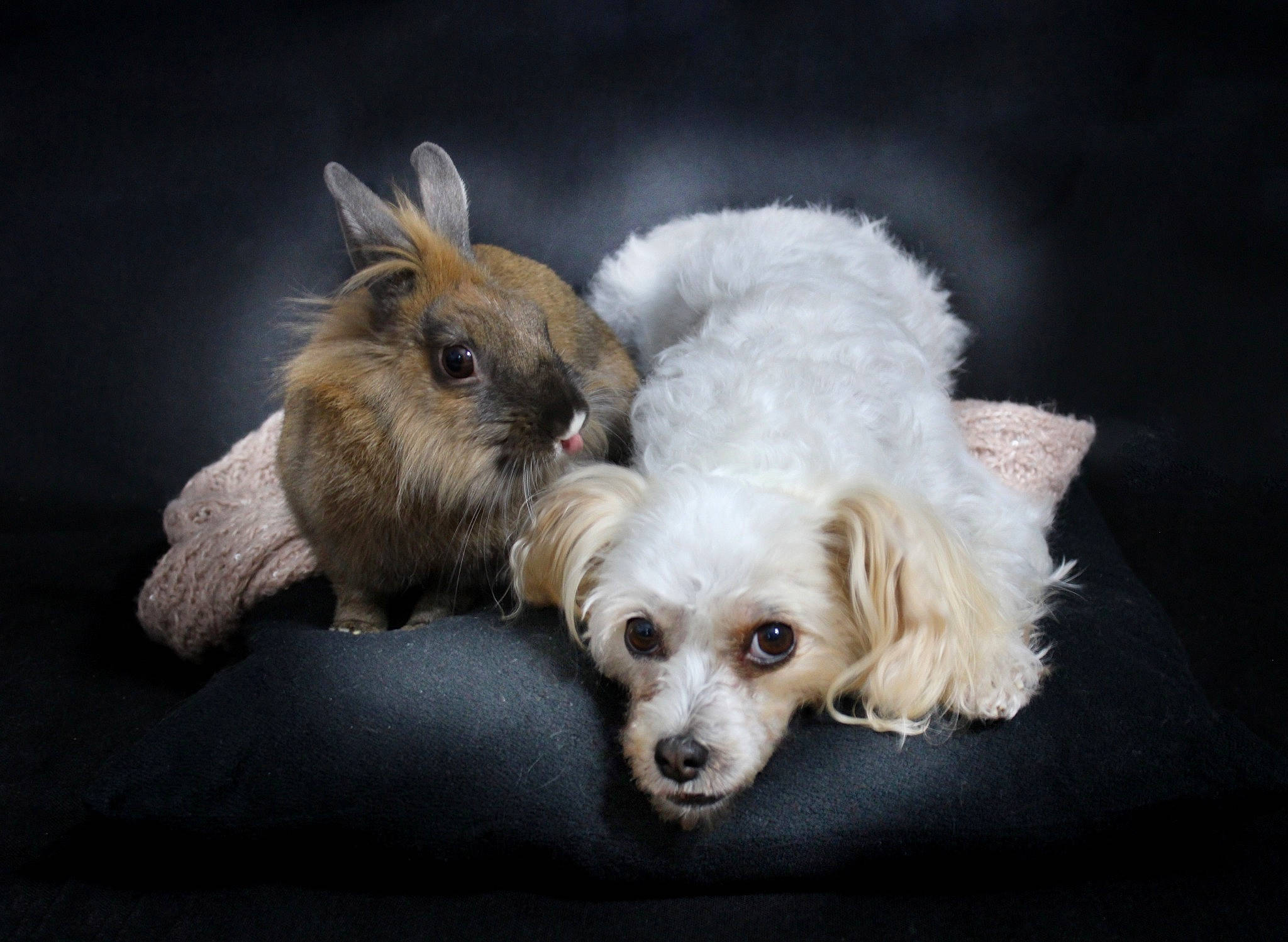 Bouh a rejoint le concours — aidez-le/la à gagner de superbes lots ! canidae, carnivore, clock, companion_dog, couch, dog, dog_breed, fawn, fur, paw, pet_supply, puppy_love, rabbit, snout, sporting_group, stuffed_toy, tableware, toy, toy_dog, whiskers