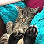 adorable, blanket, cat, closeup, cozy, cute, domestic_animal, feline, fur, indoor, kitten, paws, pet, relaxed, resting, sleeping, soft, tabby, turquoise, whiskers
