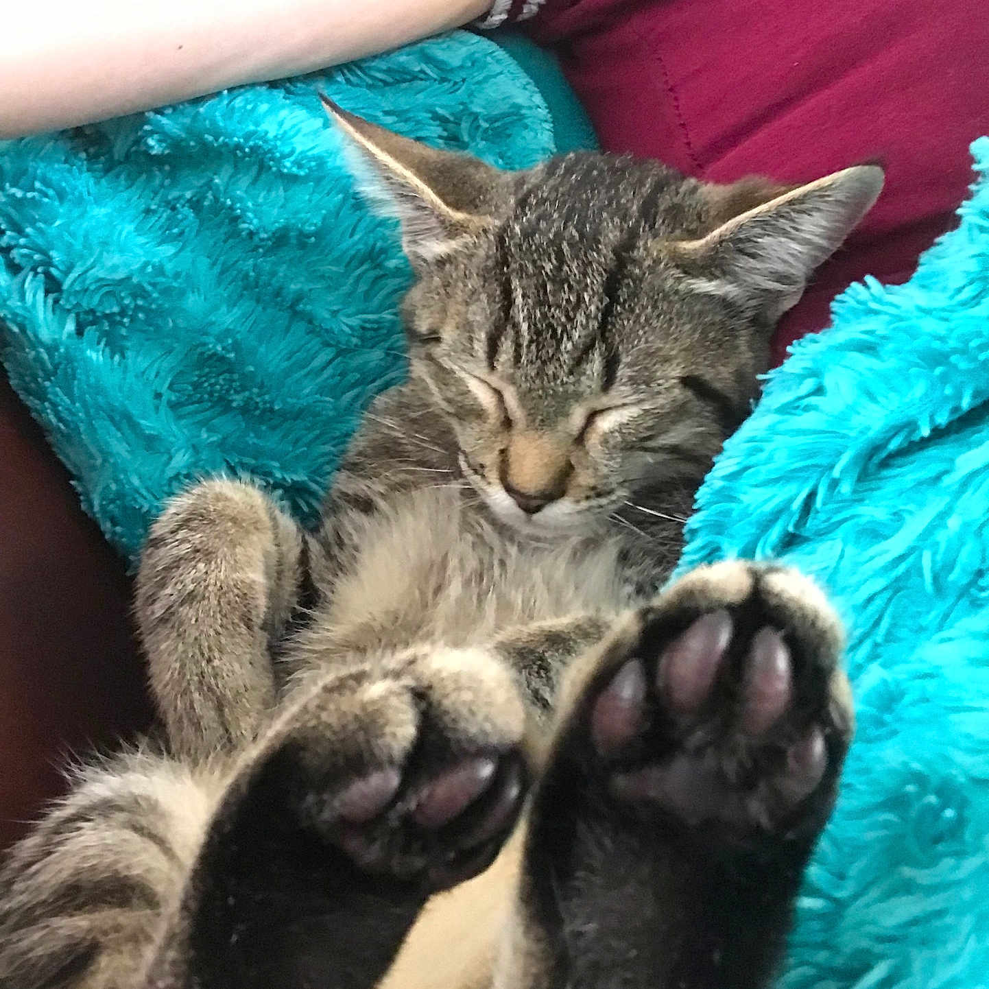 Oliver is registered to the contest to win money with this photo: adorable, blanket, cat, closeup, cozy, cute, domestic_animal, feline, fur, indoor, kitten, paws, pet, relaxed, resting, sleeping, soft, tabby, turquoise, whiskers
