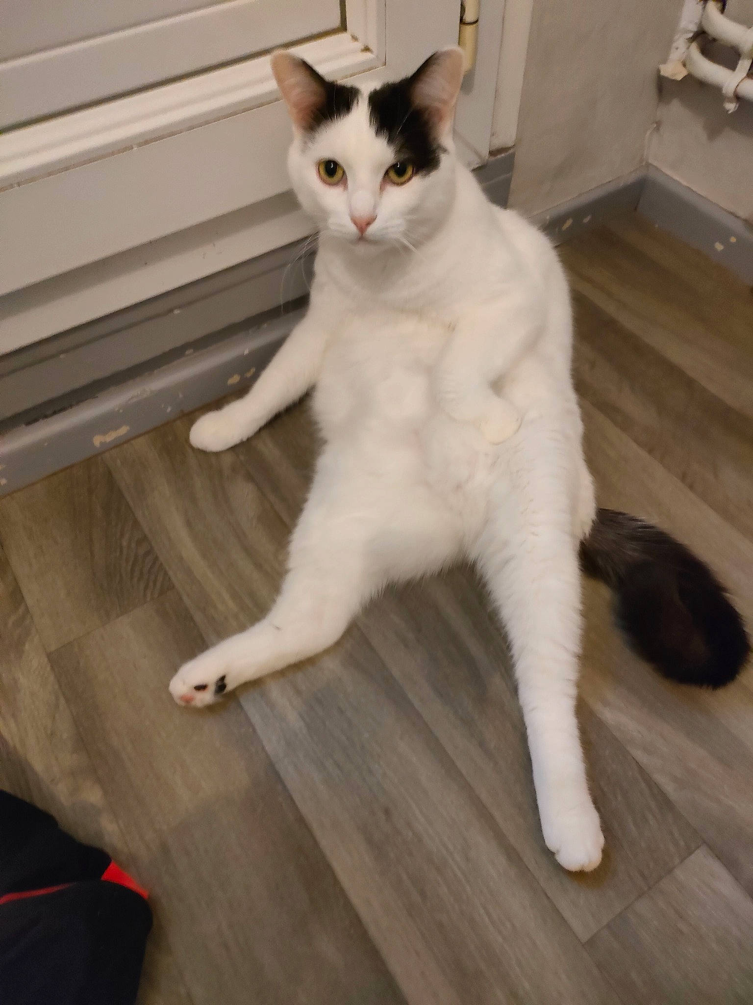 Ramsès participe au concours pour gagner de l'argent avec cette photo : carnivore, cat, comfort, domestic_short_haired_cat, felidae, floor, flooring, foot, fur, hardwood, laminate_flooring, paw, sitting, small_to_medium_sized_cats, tail, varnish, whiskers, wood, wood_flooring, wood_stain