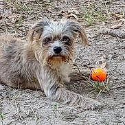 Blue Bell joined the competition — help win amazing prizes! dog, outdoor, dirt, ball, pet, animal, grass, leaves, scruffy, brown, small_dog, laying_down, fur, nature, playful, cute, canine, looking, ground, daylight