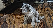 Blue Bell joined the competition — help win amazing prizes! animal, brown_floor, canine, cozy, dog, domestic, floor, furniture, home, indoor, looking_away, pet_bed, quiet, quiet_moment, relaxed, resting, scruffy_dog, shoes, small_dog, wooden_floor
