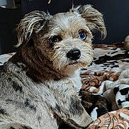 Blue Bell is registered to the contest to win money with this photo: animal, blanket, blue_eyes, close_up, companion, cozy, cute, dog, domestic_animal, ears, fur, fur_texture, indoor, looking_away, mammal, patterned_blanket, pet, resting, sitting, small_dog