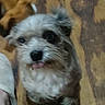 Blue Bell is registered to the contest to win money with this photo: animal, blurred, brown, candid, close_up, companion, cute, dog, domestic, fluffy, friend, funny, fur, indoor, pet, slipper, small_dog, tongue_out, white, wooden_floor