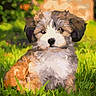 Blue Bell joined the competition — help win amazing prizes! adorable, animal, background, cute, dog, ears, eyes, fluffy, fur, grass, greenery, nature, nose, outdoor, pet, portrait, puppy, sitting, sunlight, young