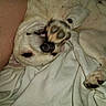 Nano Man is registered to the contest to win money with this photo: animal, blanket, canine, closeup, cozy, cute, dog, face, fur, indoor, lying_down, nose, paw, paw_pad, pet, playful, relaxed, resting, tongue, white