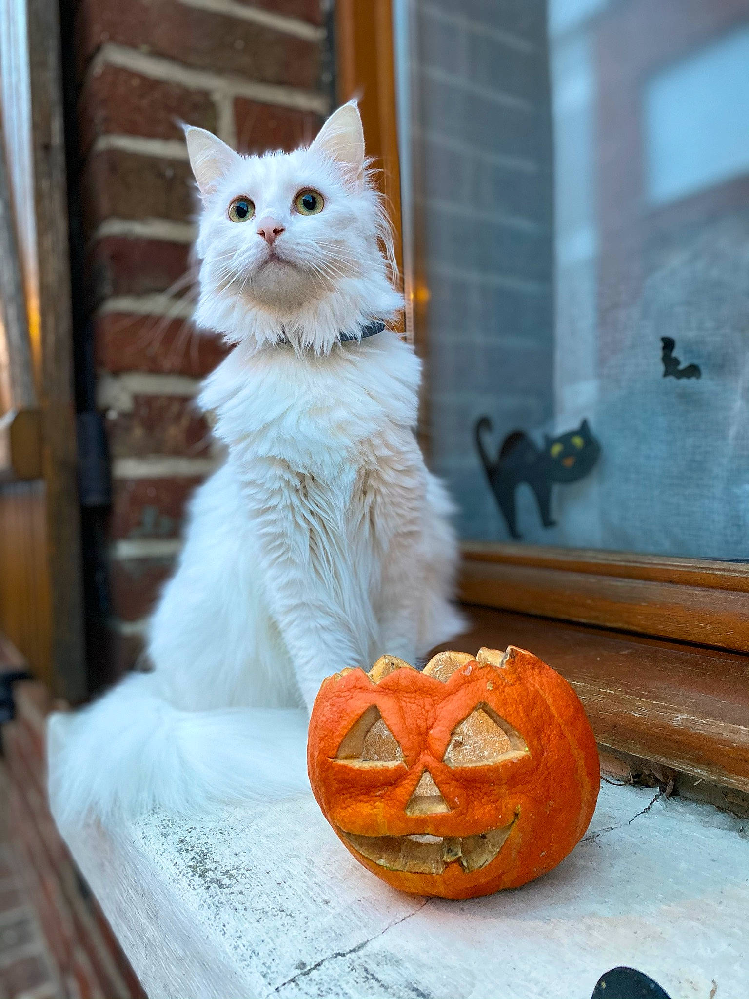 Plûme a rejoint le concours — aidez-le/la à gagner de superbes lots ! calabaza, carnivore, cat, creative_arts, domestic_short_haired_cat, door, fawn, felidae, gourd, grey, orange, pumpkin, small_to_medium_sized_cats, squash, tail, vegetable, whiskers, window, winter_squash, wood