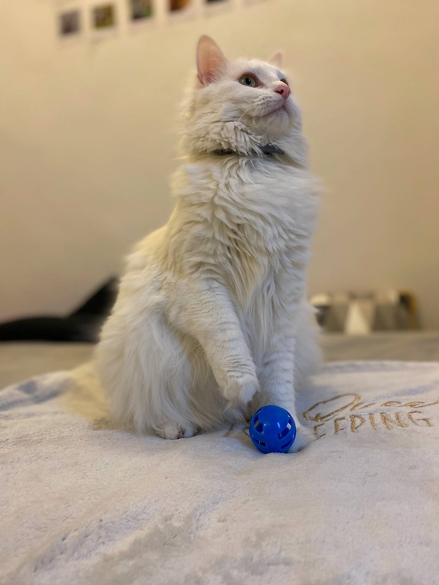 Plûme a rejoint le concours — aidez-le/la à gagner de superbes lots ! carnivore, cat, claw, electric_blue, fawn, felidae, flooring, fur, paw, small_to_medium_sized_cats, tail, terrestrial_animal, whiskers, wood