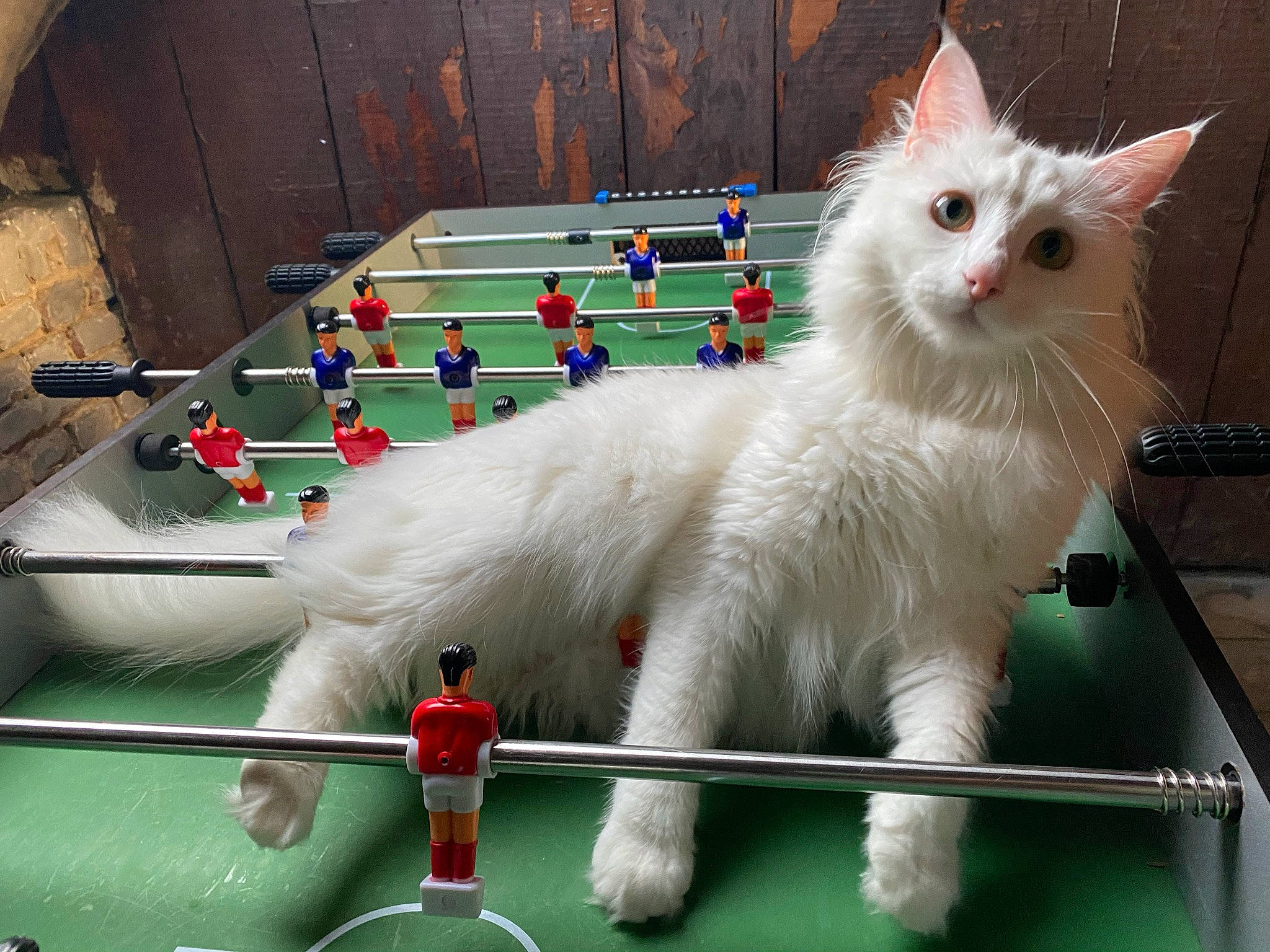 Plûme participe au concours pour gagner de l'argent avec cette photo : carnivore, cat, claw, domestic_short_haired_cat, event, fawn, felidae, fur, green, paw, small_to_medium_sized_cats, snout, tail, whiskers