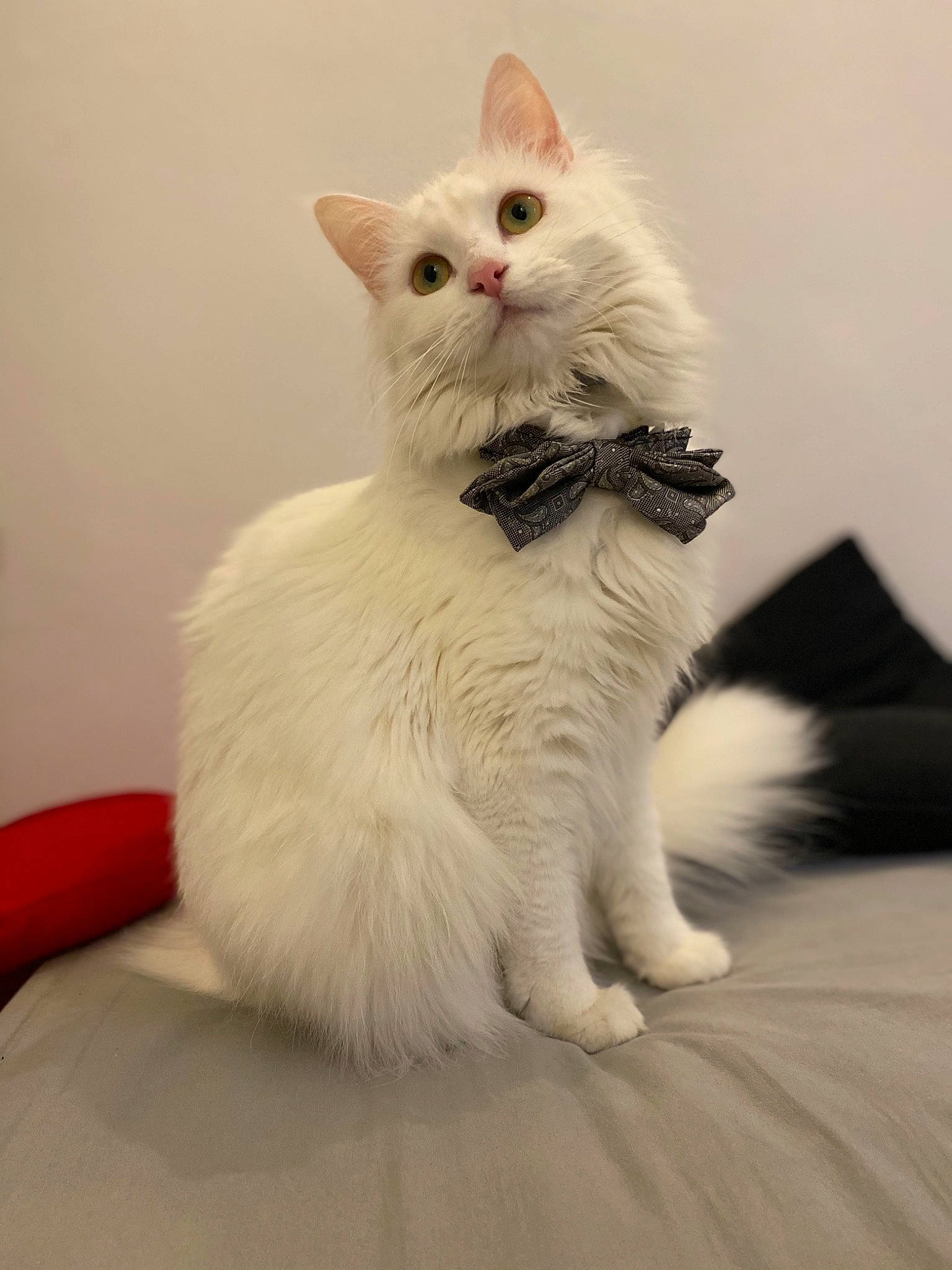 Plûme participe au concours pour gagner de l'argent avec cette photo : carnivore, cat, claw, comfort, domestic_short_haired_cat, fang, felidae, foot, fur, paw, sitting, small_to_medium_sized_cats, snout, tail, terrestrial_animal, whiskers