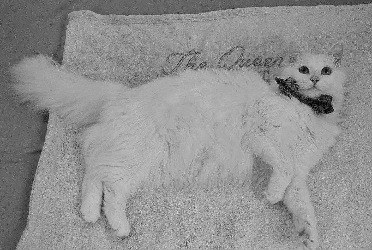 Plûme a rejoint le concours — aidez-le/la à gagner de superbes lots ! balinese, carnivore, cat, claw, comfort, domestic_short_haired_cat, fawn, felidae, fur, mammal, monochrome, monochrome_photography, paw, photo_caption, small_to_medium_sized_cats, snout, tail, terrestrial_animal, whiskers, window