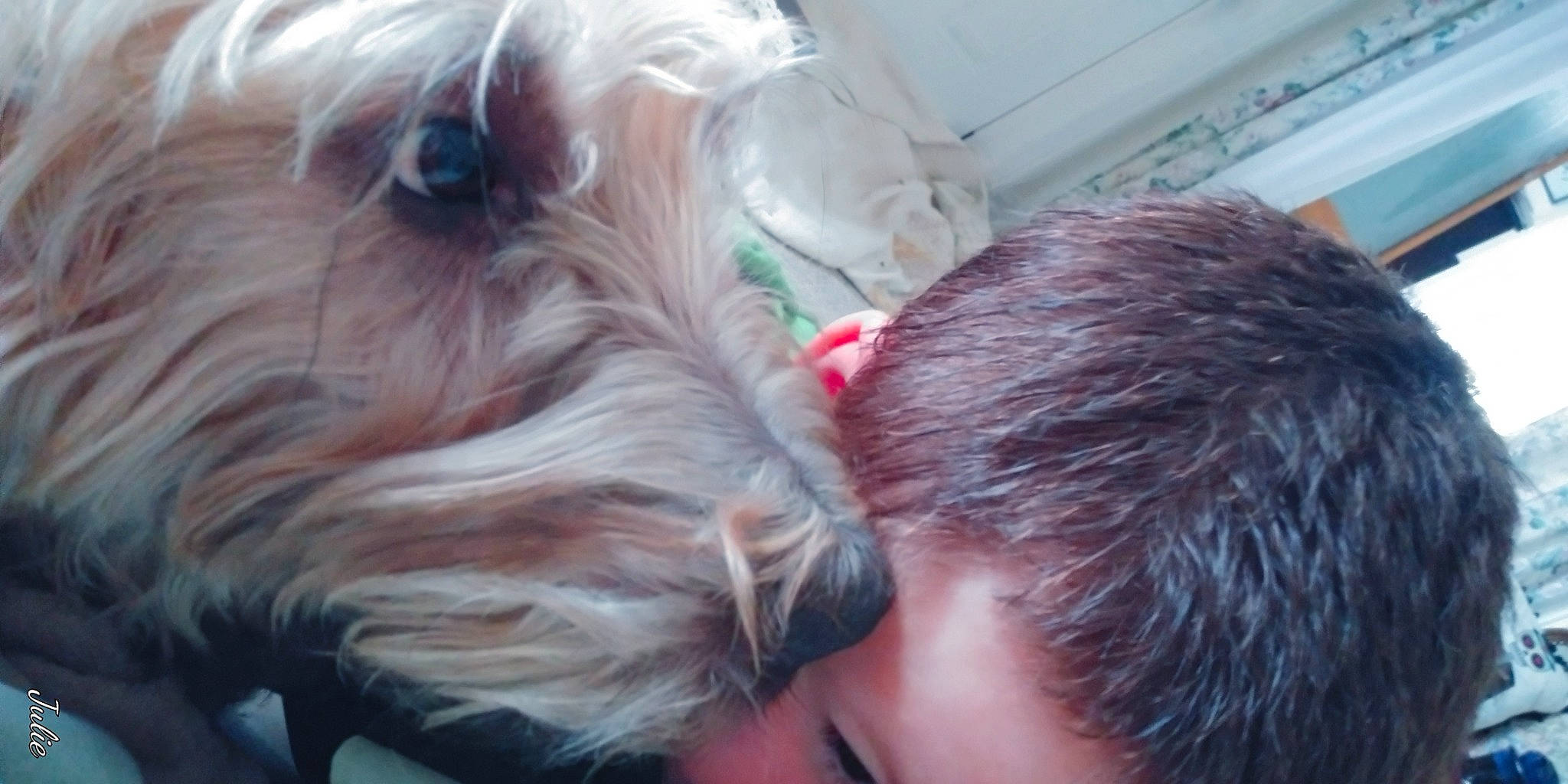 Fletcher is registered to the contest to win money with this photo: biewer_terrier, canidae, carnivore, companion_dog, dog, dog_breed, ear, eyelash, fawn, fur, hair_coloring, liver, mammal, non_sporting_group, small_terrier, snout, sporting_group, terrier, toy_dog, working_animal