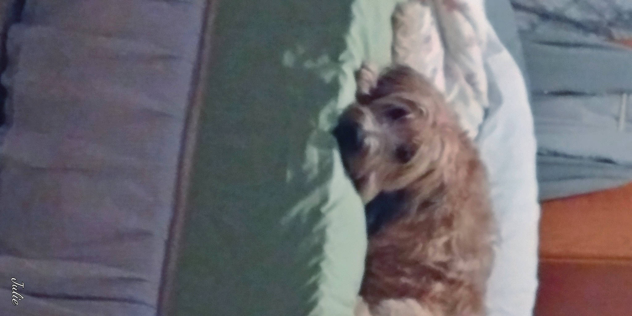 Fletcher is registered to the contest to win money with this photo: beard, canidae, carnivore, companion_dog, dog, dog_breed, fawn, felidae, fur, liver, non_sporting_group, puppy, small_terrier, spaniel, sporting_group, terrier, toy_dog, whiskers, wood