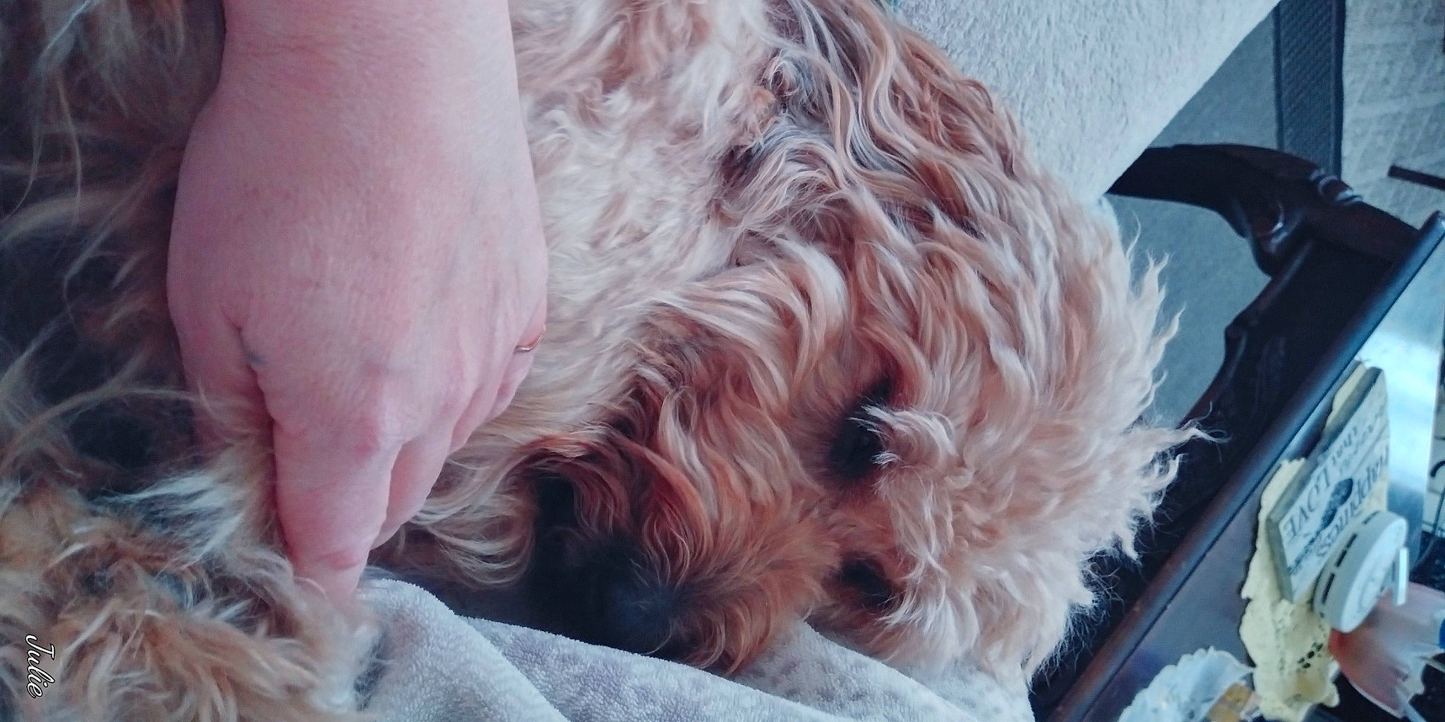 Simba joined the competition — help win amazing prizes! canidae, carnivore, cockapoo, companion_dog, dog, dog_breed, dog_collar, fur, goldendoodle, labradoodle, liver, maltepoo, poodle_crossbreed, small_terrier, snout, sporting_group, terrier, toy_dog, water_dog, working_animal