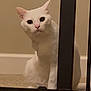 cat, white_cat, pet, indoor, carpet, metal_gate, curious, animal, feline, ears, whiskers, sitting, floor, household, domestic, looking, cute, fur, face, eyes