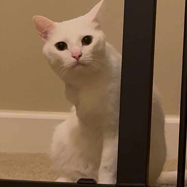 Purrito is registered to the contest to win money with this photo: animal, carpet, cat, curious, cute, domestic, ears, eyes, face, feline, floor, fur, household, indoor, looking, metal_gate, pet, sitting, whiskers, white_cat