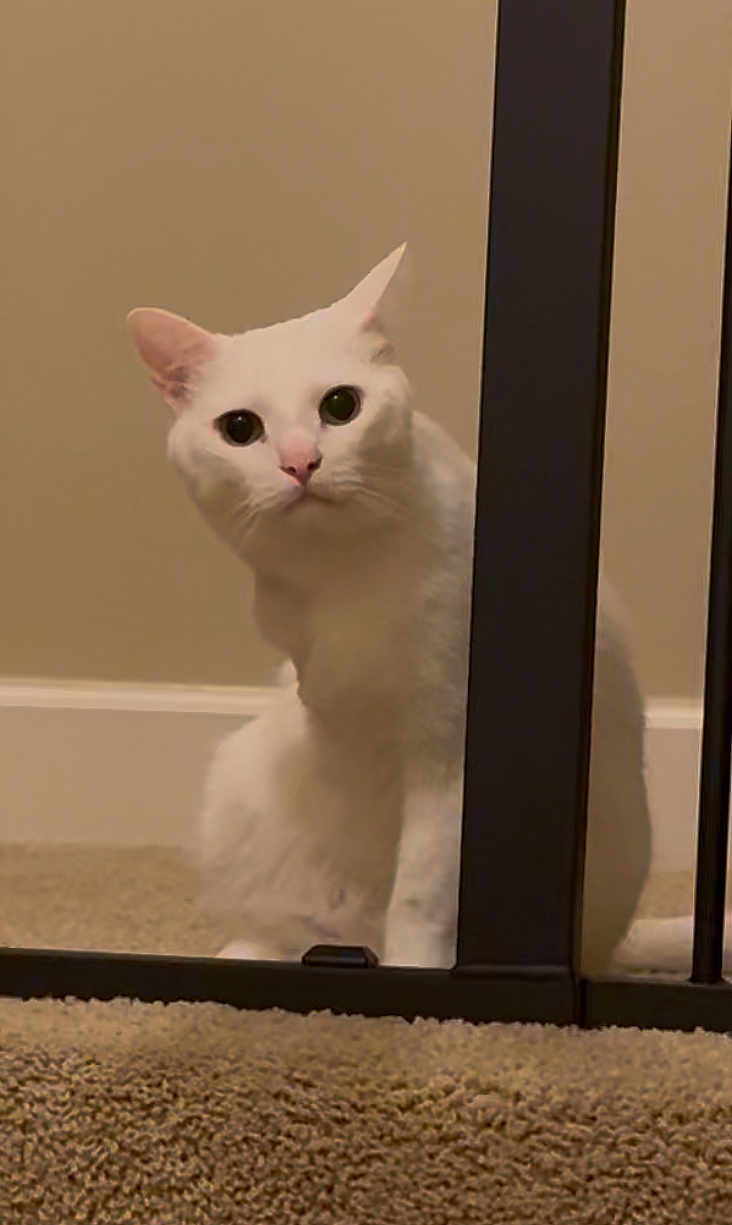 Purrito is registered to the contest to win money with this photo: cat, white_cat, pet, indoor, carpet, metal_gate, curious, animal, feline, ears, whiskers, sitting, floor, household, domestic, looking, cute, fur, face, eyes