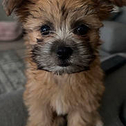 Winnie is registered to the contest to win money with this photo: puppy, dog, cute, fluffy, pet, animal, indoor, young, fur, eyes, nose, ears, sitting, couch, home, closeup, adorable, brown, soft, portrait