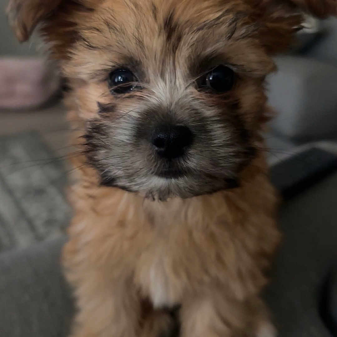 Winnie is registered to the contest to win money with this photo: adorable, animal, brown, closeup, couch, cute, dog, ears, eyes, fluffy, fur, home, indoor, nose, pet, portrait, puppy, sitting, soft, young