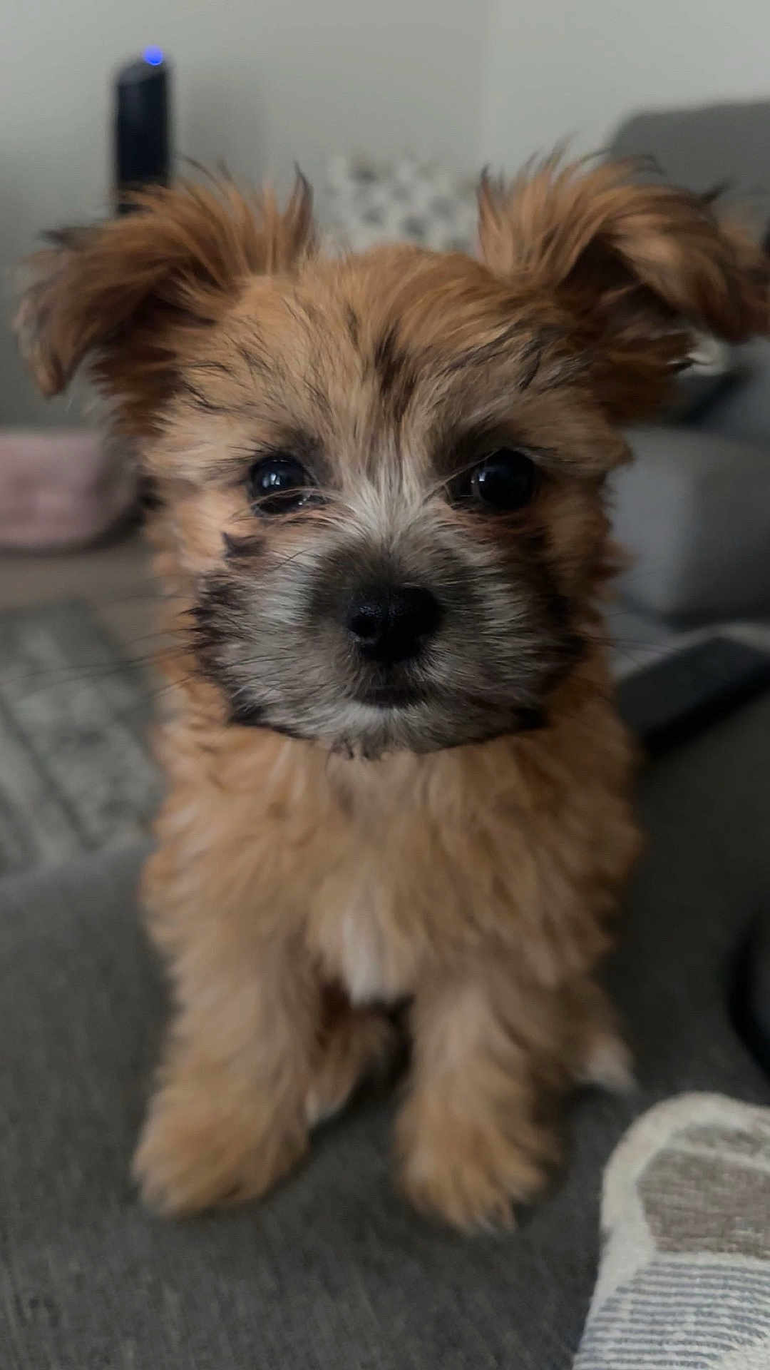 Winnie is registered to the contest to win money with this photo: puppy, dog, cute, fluffy, pet, animal, indoor, young, fur, eyes, nose, ears, sitting, couch, home, closeup, adorable, brown, soft, portrait