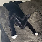 Bootz joined the competition — help win amazing prizes! cat, black_cat, white_paws, sleeping, couch, furniture, indoor, pet, animal, relaxing, fur, whiskers, ears, claws, resting, cozy, home, domestic_cat, mammal, cute