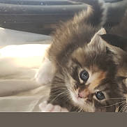 Precious is registered to the contest to win money with this photo: kitten, cat, furry, cute, pet, animal, paw, window, indoor, soft, young, whiskers, fur, closeup, resting, curious, small, adorable, mammal, domestic
