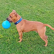 Morgan is registered to the contest to win money with this photo: dog, brown_dog, ball, blue_ball, grass, collar, pet, canine, toy, standing, profile, outdoor, lawn, short_coat, muzzle, playful, alert, domestic_animal, green_grass, field