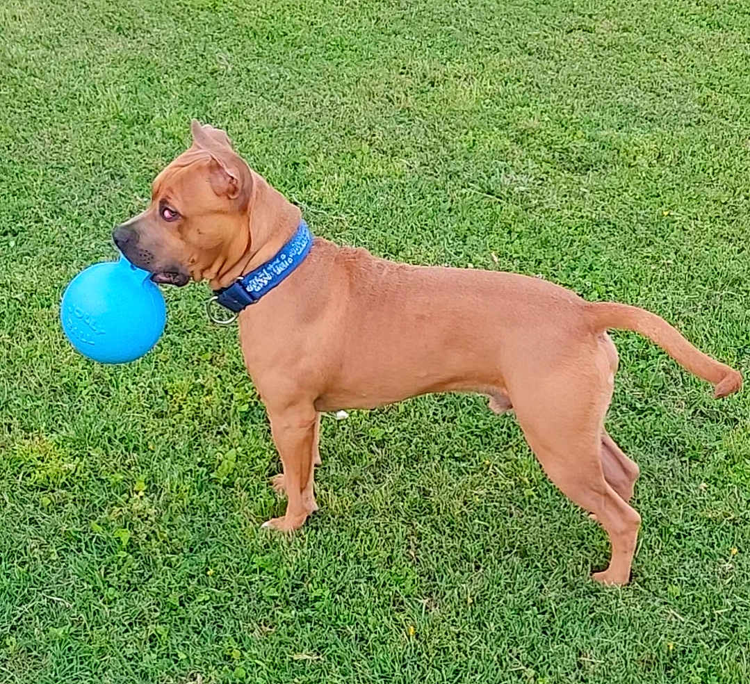 Morgan is registered to the contest to win money with this photo: dog, brown_dog, ball, blue_ball, grass, collar, pet, canine, toy, standing, profile, outdoor, lawn, short_coat, muzzle, playful, alert, domestic_animal, green_grass, field