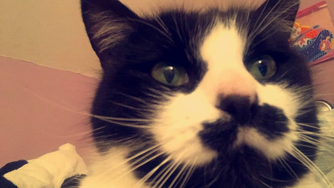 Fiona participe au concours pour gagner de l'argent avec cette photo : black_and_white, black_cat, carnivore, cat, close_up, domestic_long_haired_cat, domestic_short_haired_cat, ear, european_shorthair, eye, felidae, fur, kitten, nose, photography, polydactyl_cat, sky, small_to_medium_sized_cats, snout, whiskers