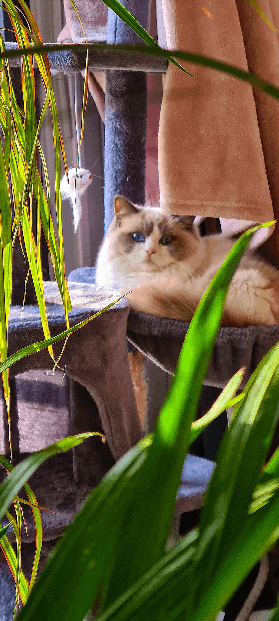 Miou participe au concours pour gagner de l'argent avec cette photo : carnivore, cat, fawn, felidae, flowering_plant, flowerpot, fur, grass, iris, plant, plant_stem, small_to_medium_sized_cats, snout, tail, terrestrial_animal, terrestrial_plant, whiskers, wildlife, wood