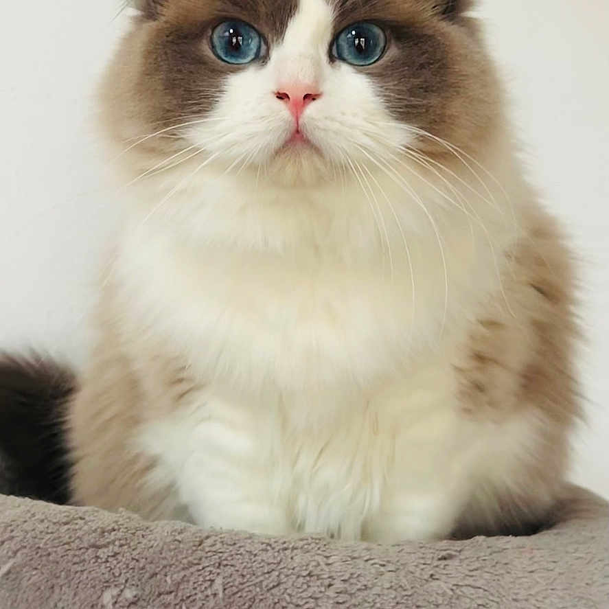 Miou