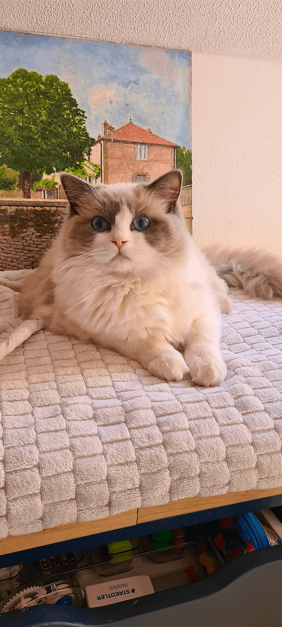 Miou a rejoint le concours — aidez-le/la à gagner de superbes lots ! blue, carnivore, cat, comfort, fawn, felidae, flooring, fur, ragdoll, sitting, small_to_medium_sized_cats, snout, tail, terrestrial_animal, tree, whiskers, window, wood