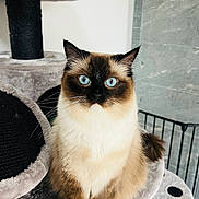 Veronique a rejoint le concours — aidez-le/la à gagner de superbes lots ! cat, blue_eyes, fluffy, sitting, indoor, cat_tree, pet, feline, curious, soft_texture, fur, whiskers, close_up, looking_at_camera, domestic_cat, animal, cute, relaxed, portrait, furniture