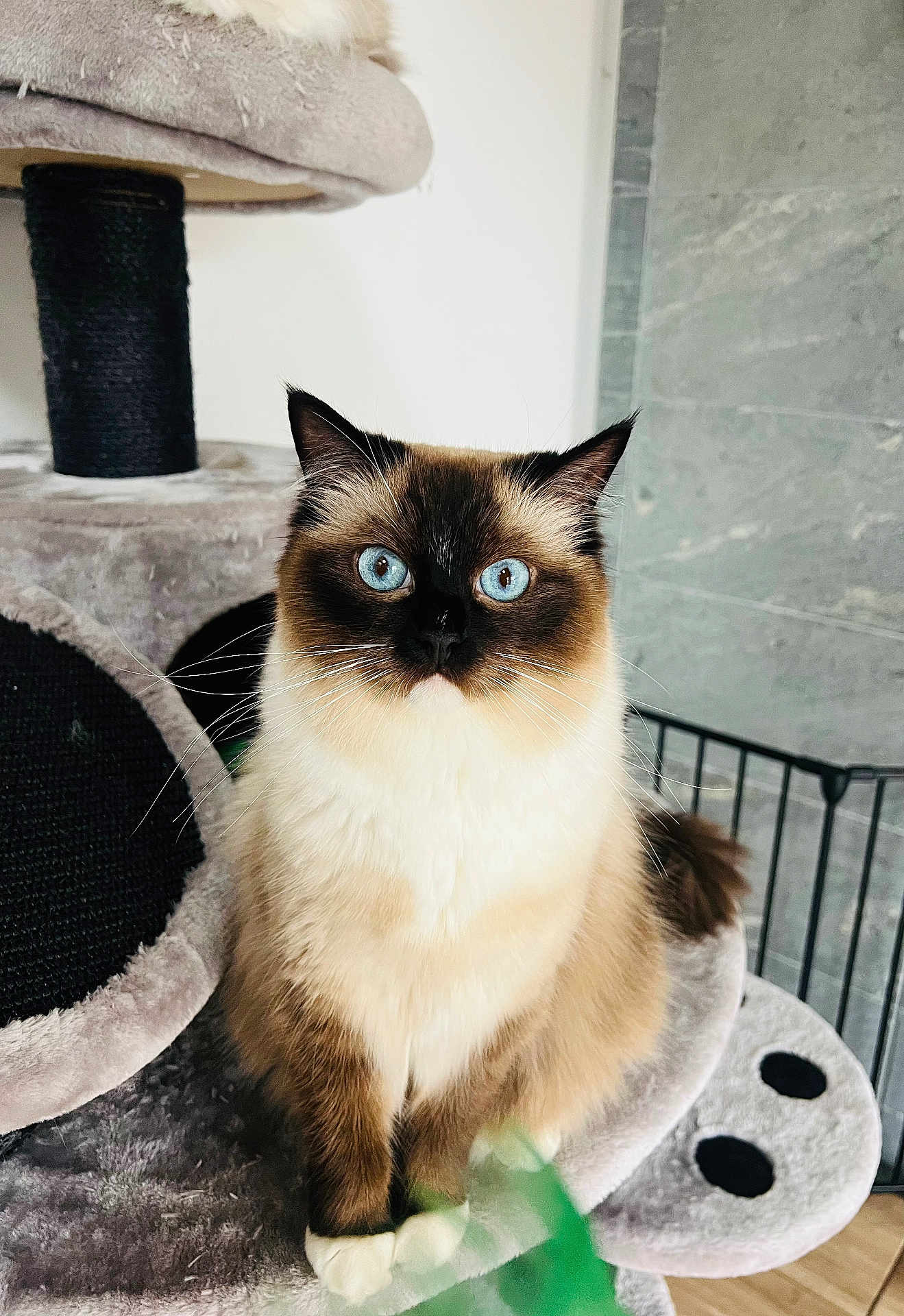 Veronique a rejoint le concours — aidez-le/la à gagner de superbes lots ! cat, blue_eyes, fluffy, sitting, indoor, cat_tree, pet, feline, curious, soft_texture, fur, whiskers, close_up, looking_at_camera, domestic_cat, animal, cute, relaxed, portrait, furniture