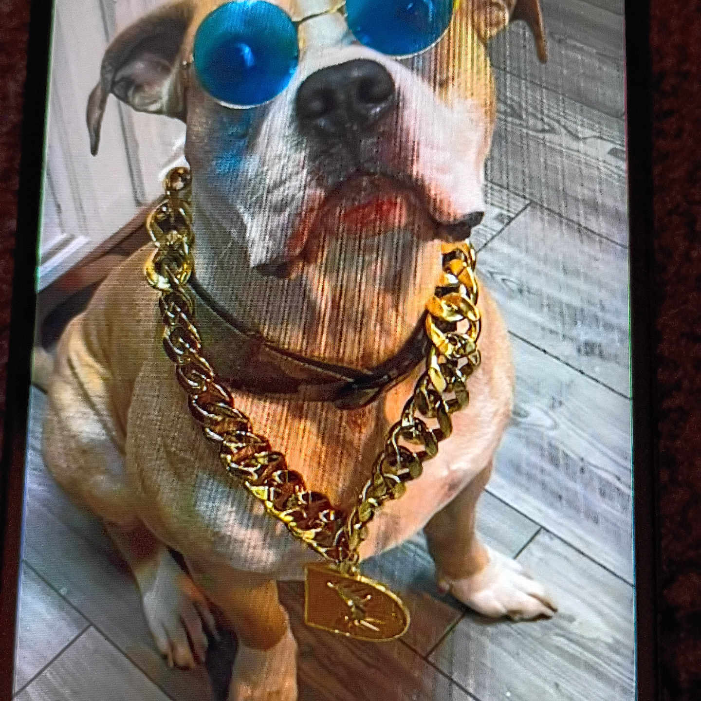Mr. Spotty is registered to the contest to win money with this photo: dog, sunglasses, blue_glasses, gold_chain, accessory, pet, canine, floor, wooden_floor, indoor, portrait, sitting, brown_dog, white_paws, cool, fashion, funny, animal, looking_up, domestic_animal