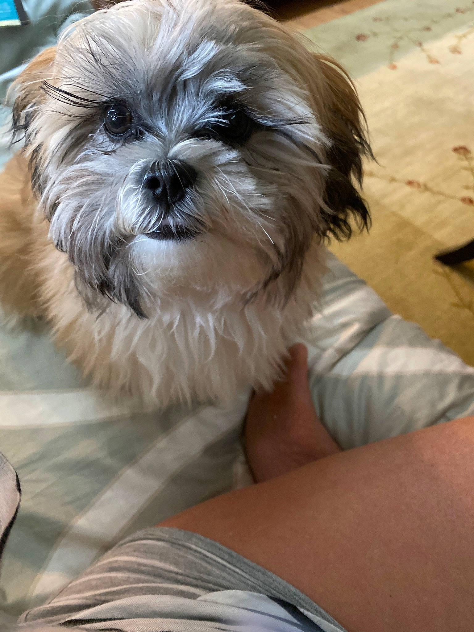 Bene is registered to the contest to win money with this photo: canidae, carnivore, chinese_imperial_dog, companion_dog, dog, dog_breed, kyi_leo, lhasa_apso, lowchen, maltepoo, mammal, morkie, puppy, rare_breed_dog, schnoodle, shih_poo, shih_tzu, snout, toy_dog, vertebrate