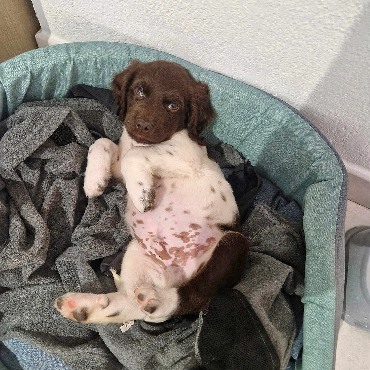 Floki a rejoint le concours — aidez-le/la à gagner de superbes lots ! animal, beagle, bed, blanket, bulldog, canine, chihuahua, couch, crib, dog, furniture, homedecor, hound, infantbed, labradorretriever, laundry, linen, pet, pointer, puppy